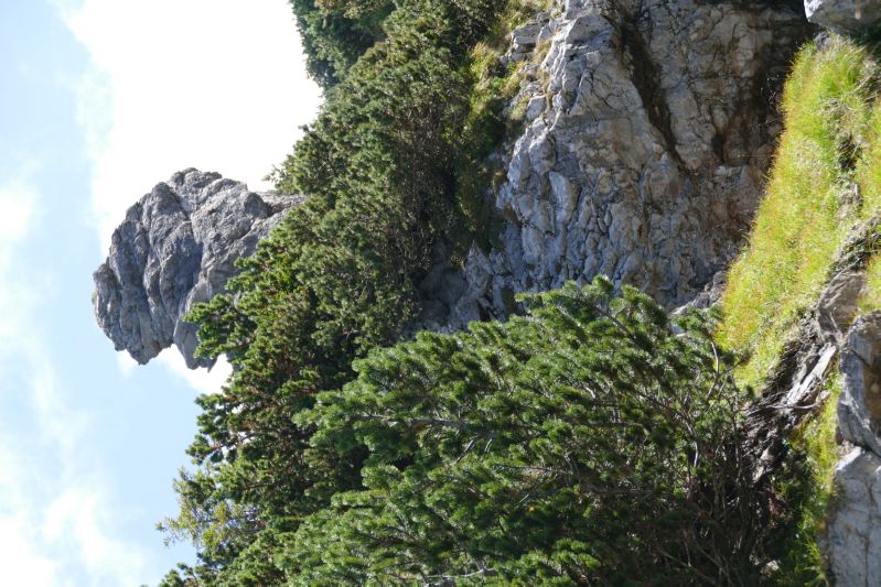 Schoenberg_050918_064