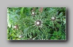 [Click to enlarge]