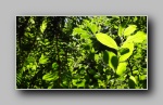 [Click to enlarge]