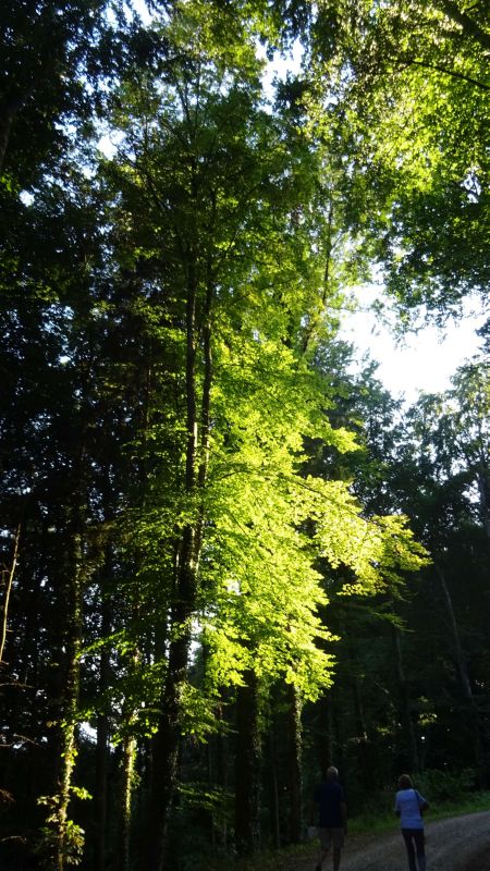 Abend-Wanderung_070820_005